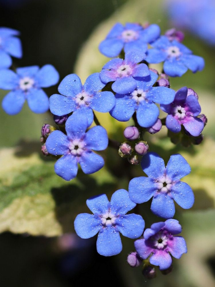 Jetzt Kaukasus-Vergissmeinnicht 'Variegata' online kaufen bei Bohlken  Pflanzenversand  Bohlken Pflanzenversand GbR