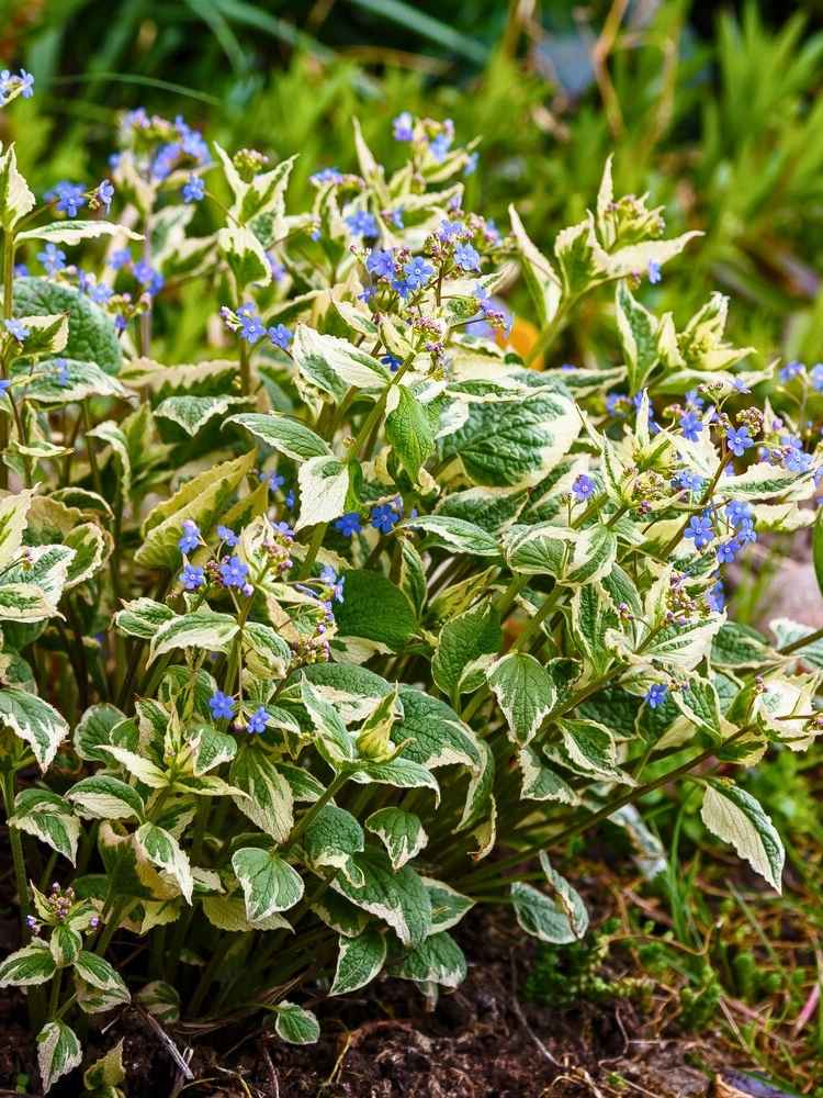 Jetzt Kaukasus-Vergissmeinnicht 'Variegata' online kaufen bei Bohlken  Pflanzenversand – Bohlken Pflanzenversand GbR