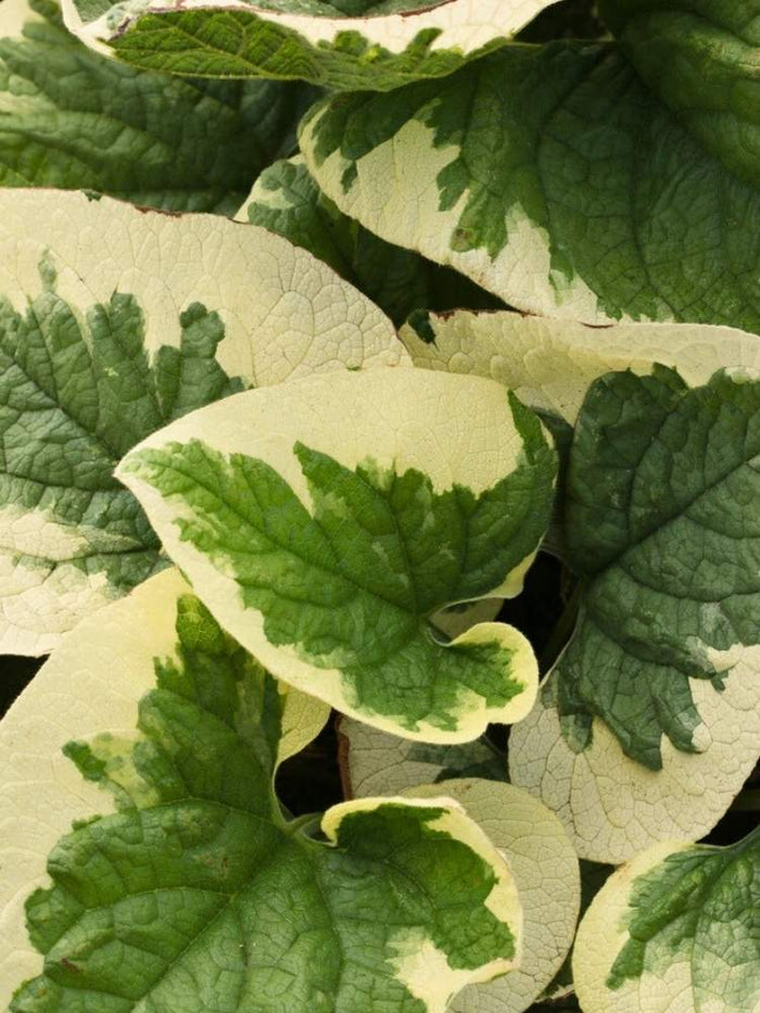 Jetzt Kaukasus-Vergissmeinnicht 'Variegata' online kaufen bei Bohlken  Pflanzenversand – Bohlken Pflanzenversand GbR
