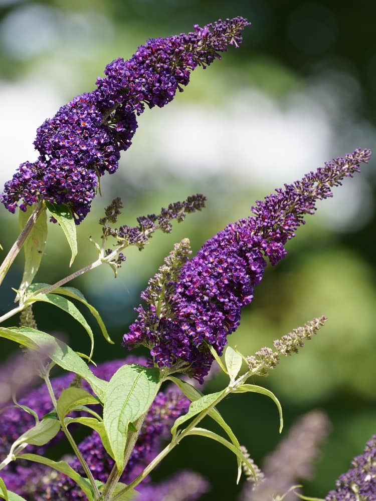 Schmetterlingsflieder, Sommerflieder 'African Queen', Buddleja davidii 'African Queen' im Shop der Bohlken Baumschulen