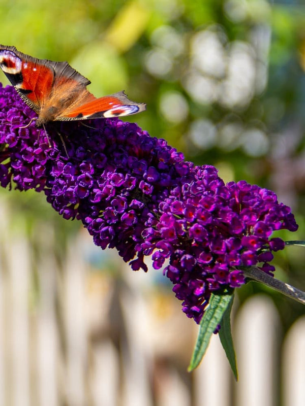 Buddleja davidii 'African Queen', Sommerflieder kaufen im Online-Shop der Bohlken Baumschulen