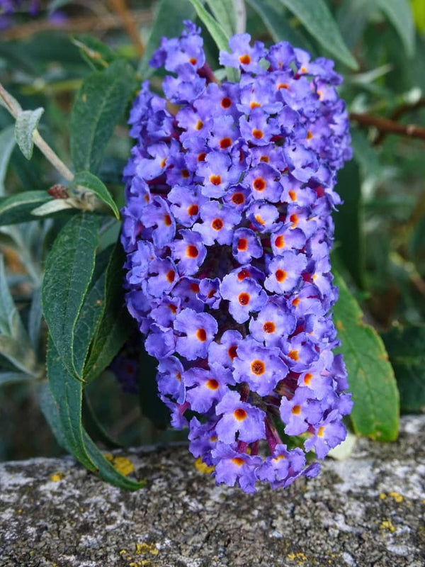 Schmetterlingsflieder, Sommerflieder 'Empire Blue', Buddleja davidii 'Empire Blue' im Shop der Bohlken Baumschulen