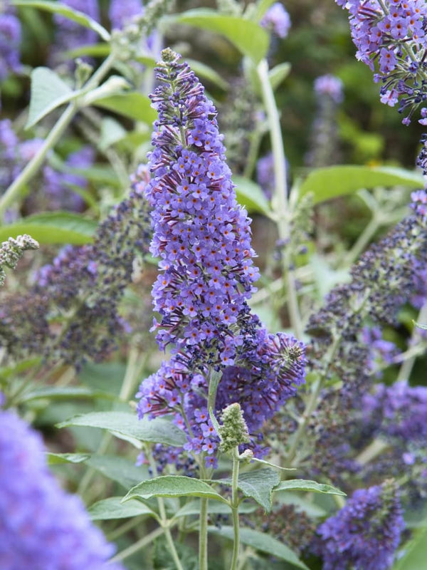 Schmetterlingsflieder, Sommerflieder 'Lochinch', Buddleja davidii 'Lochinch' im Shop der Bohlken Baumschulen