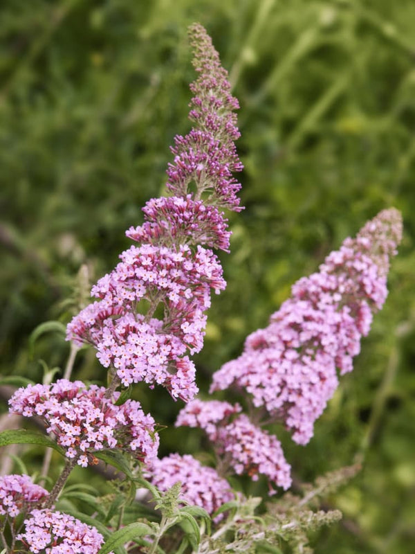 Schmetterlingsflieder, Sommerflieder 'Pink Delight', Buddleja davidii 'Pink Delight' im Shop der Bohlken Baumschulen