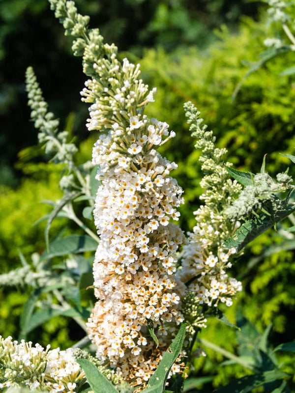 Schmetterlingsflieder, Sommerflieder 'White Ball'