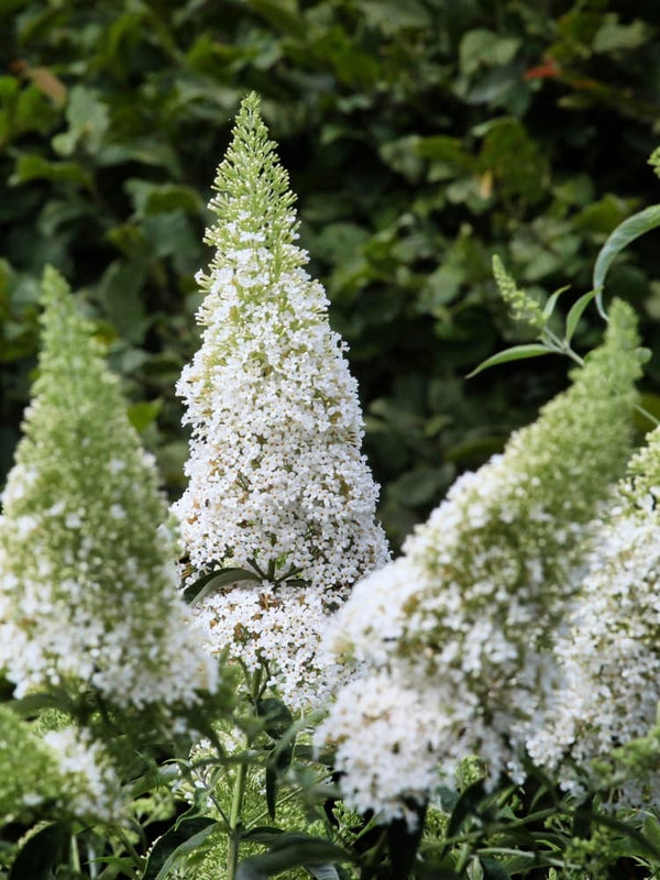 Schmetterlingsflieder, Sommerflieder 'White Profusion', Buddleja davidii 'White Profusion' im Onlineshop von Bohlken Pflanzenversand GbR