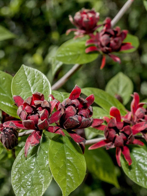 Echter Gewürzstrauch, Calycanthus floridus im Onlineshop bei Bohlken Baumschulen