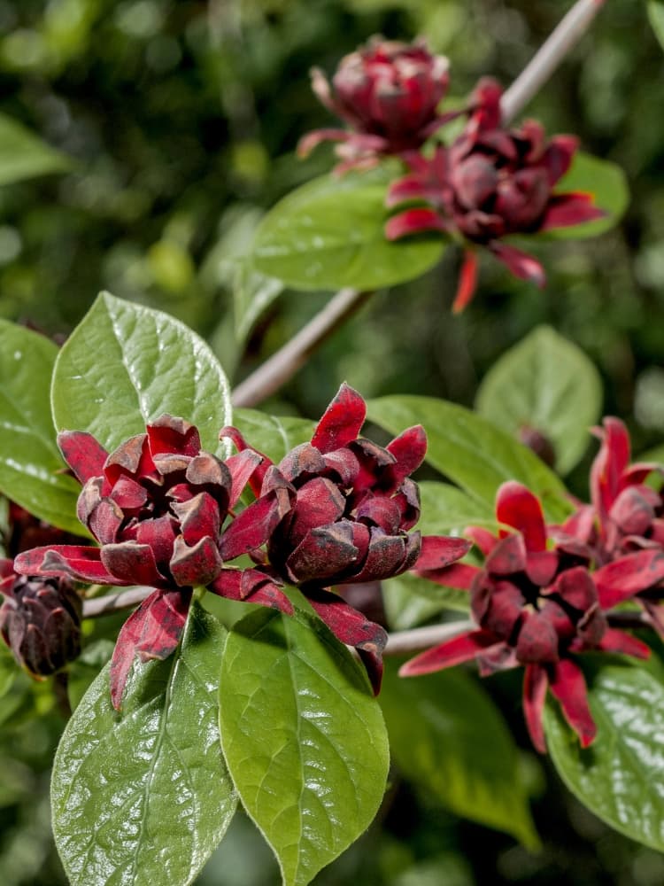 Echter Gewürzstrauch, Calycanthus floridus im Onlineshop bei Bohlken Baumschulen