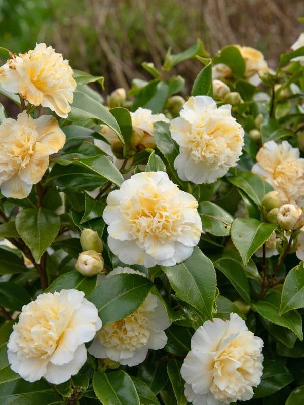 Kamelie 'Brushfield Yellow', Camellia japonica 'Brusfield Yellow' im Onlineshop von Bohlken Baumschulen