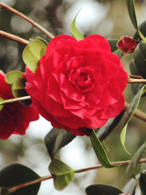 Camellia japonica 'Femme Fatale' ®, Kamelie 'Femme Fatale' ® im Onlineshop von Bohlken Baumschulen