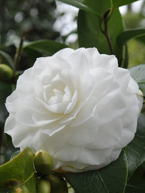 Camellia japonica 'Nuccio's Gem', Kamelie 'Nuccio's Gem' im Onlineshop von Bohlken Baumschulen