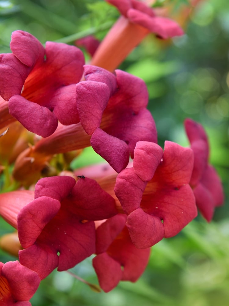Campsis radicans 'Stromboli', Klettertrompete 'Stromboli' bei Bohlken Baumschulen im Onlineshop