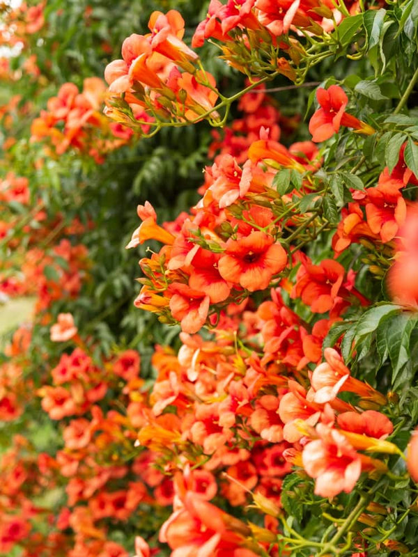 Campsis tagliabuana 'Mme Galen', Orangerote Trompetenblume 'Mme Galen' im Onlineshop von Bohlken Baumschulen