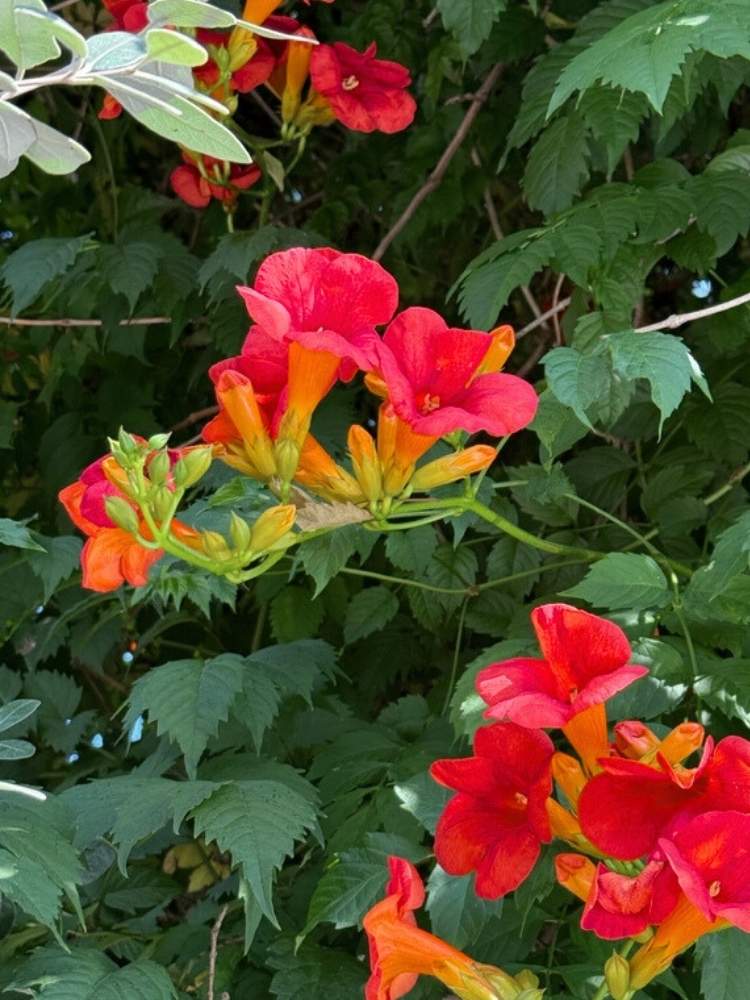 Amerikanische Klettertrompete, Campsis x tagliabuana Summer Jazz™ 'Fire Trumpet Vine' im Onlineshop der Bohlken Baumschulen