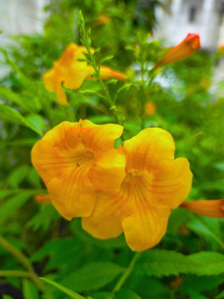 Campsis x tagliabuana Summer Jazz™ 'Gold' | Klettertrompete im Onlineshop der Bohlken Baumschulen