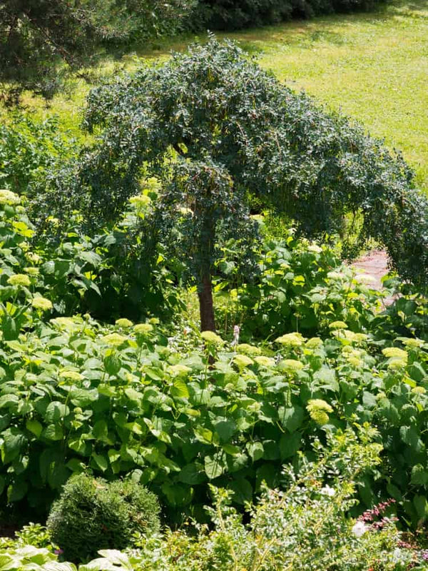 Caragana arborescens 'Pendula' Garten, Hängender Erbsenstrauch 'Pendula' bei Bohlken Baumschulen im Onlineshop