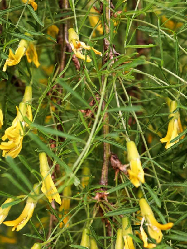 Caragana arborescens 'Walker' | Hängender Erbsenstrauch 'Walker' im Onlineshop der Bohlken Baumschulen