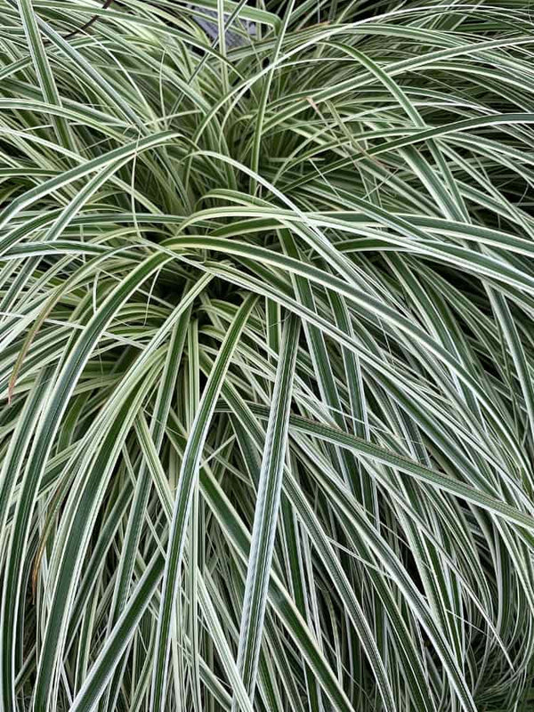 Carex dolichostachya 'Silver Sceptre', Japan Segge 'Silver Sceptre' im Onlineshop von Bohlken Baumschulen