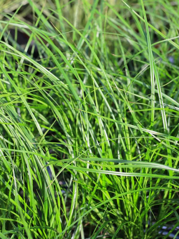Carex foliosissima 'Irish Green', Grünblättrige Segge 'Irish Green' bei Bohlken Baumschulen im Onlineshop