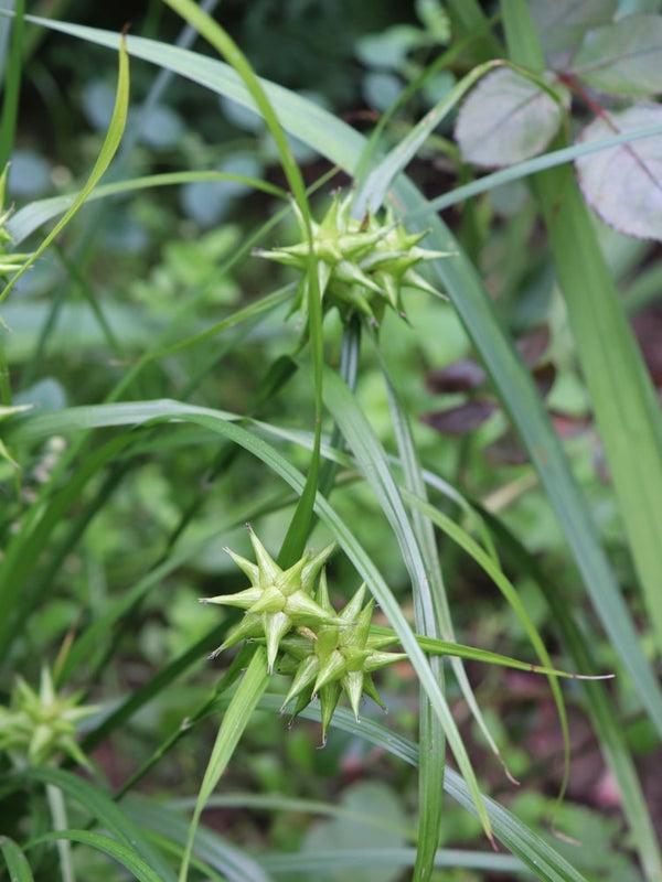 Morgenstern-Segge 'Saladin', Carex grayi 'Saladin' im Onlineshop von Bohlken Baumschulen