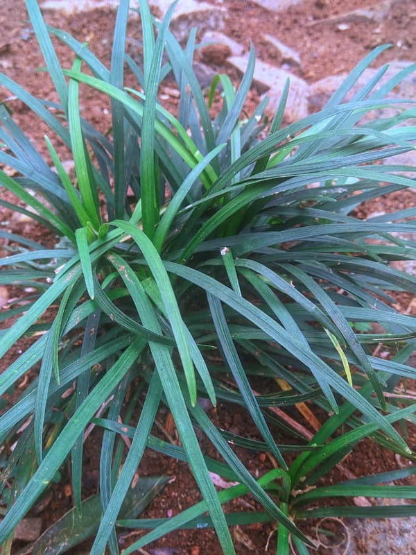 Carex laxiculmis 'Bunny Blue', Japan Segge 'Bunny Blue' bei Bohlken Baumschulen im Onlineshop