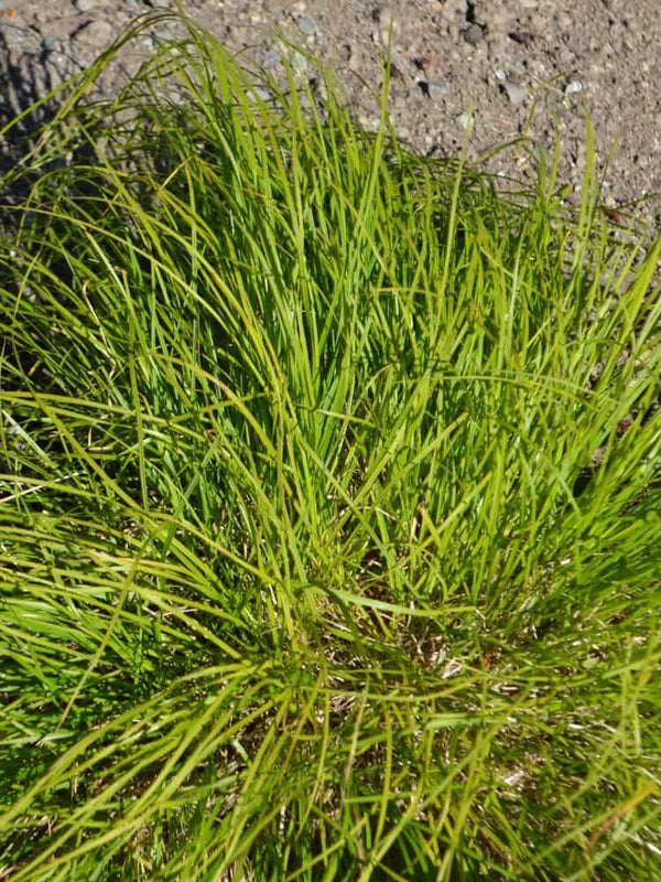 Carex montana Pflanze, Berg-Segge bei Bohlken Baumschulen im Onlineshop