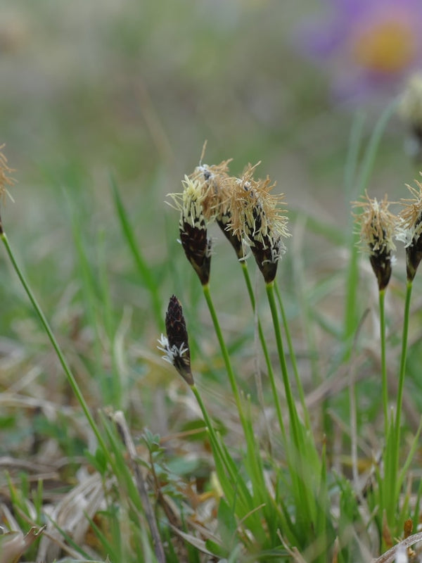 Carex montana, Berg-Segge bei Bohlken Baumschulen im Onlineshop