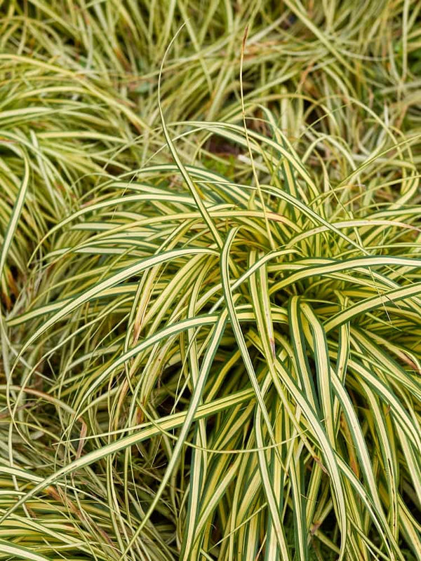 Carex morrowii 'Aureovariegata', Goldrand Segge 'Aureovariegata' bei Bohlken Baumschulen im Onlineshop