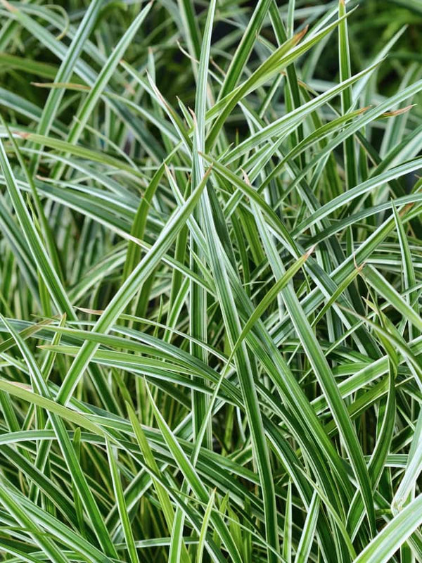 Carex morrowii 'Ice Dance', Weißrandige Segge 'Ice Dance' bei Bohlken Baumschulen im Onlineshop