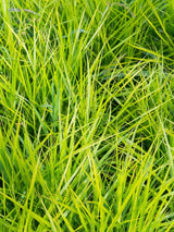 Carex muskingumensis 'Little Midge' Laub, Palmwedel-Segge bei Bohlken Baumschulen im Onlineshop