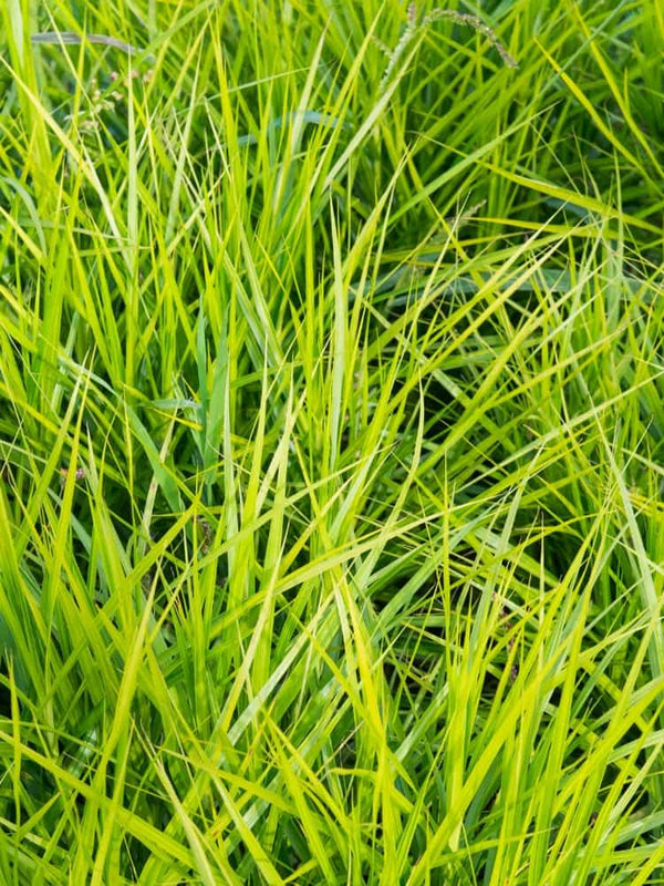 Carex muskingumensis 'Little Midge' Laub, Palmwedel-Segge bei Bohlken Baumschulen im Onlineshop