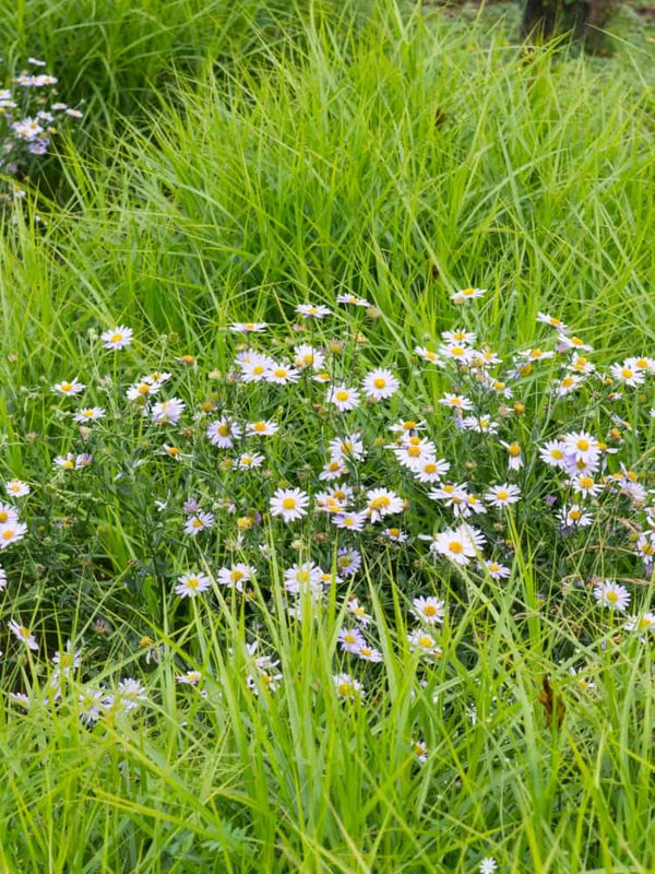 Carex muskingumensis 'Little Midge', Palmwedel-Segge bei Bohlken Baumschulen im Onlineshop