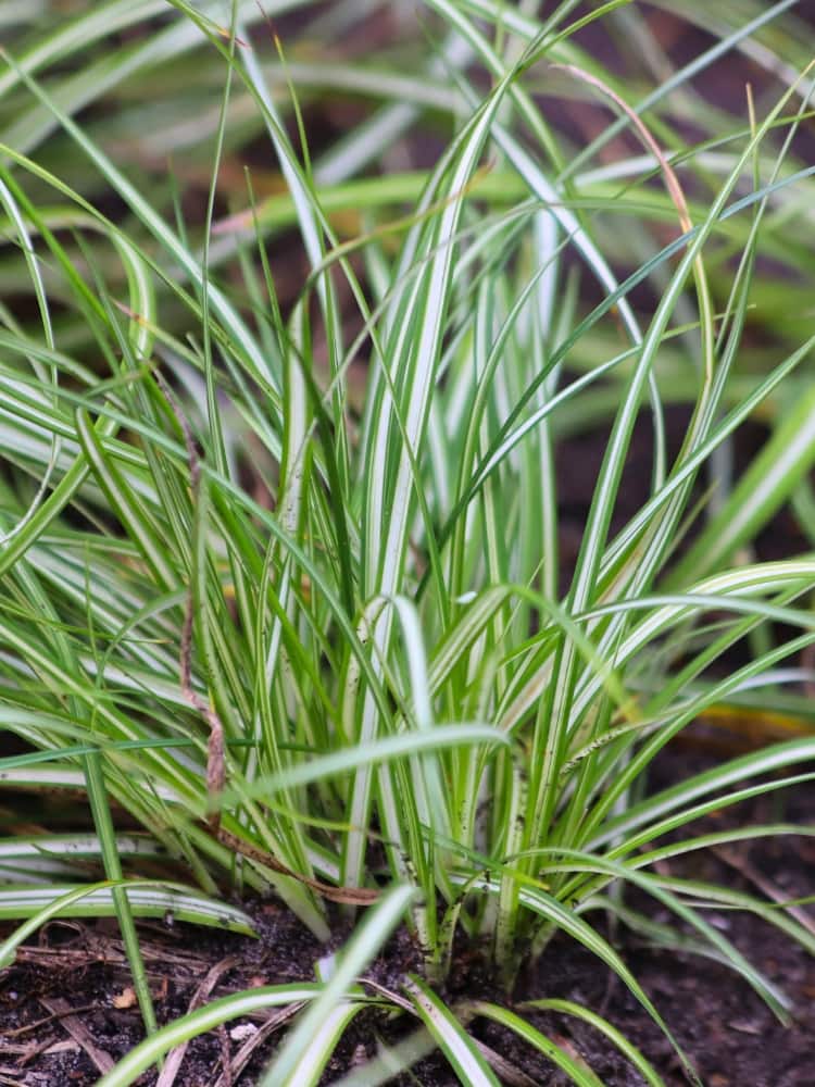 Carex ornithopoda 'Variegata', Weißgestreifte Vogelfuß-Segge 'Variegata' bei Bohlken Baumschulen im Onlineshop