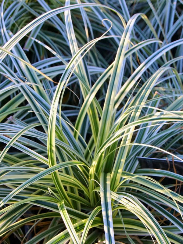 Carex oshimensis 'Everest' ®, Garten-Vogelfuß-Segge 'Everest' ® bei Bohlken Baumschulen im Onlineshop