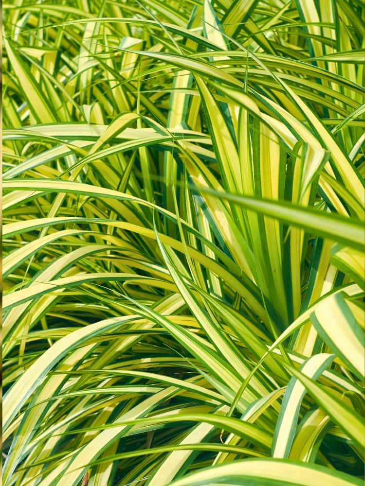 Gold Segge 'Evergold', Carex oshimensis 'Evergold' im Onlineshop von Bohlken Baumschulen