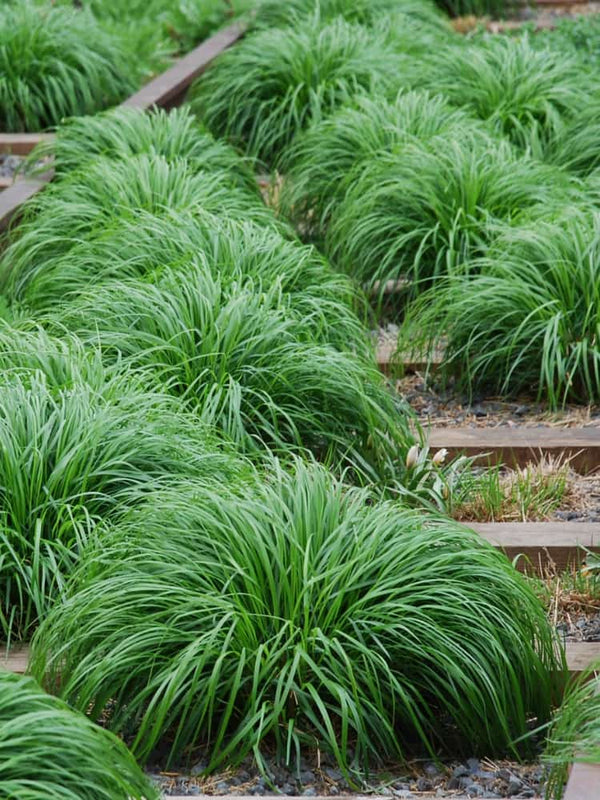 Carex oshimensis 'Evergreen', Garten-Segge 'Evergreen' im Onlineshop von Bohlken Baumschulen