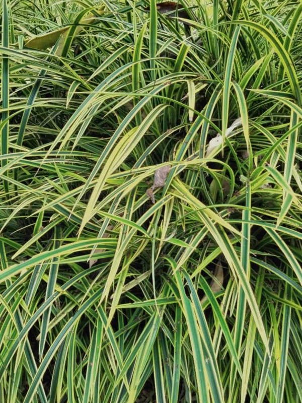 Carex oshimensis 'Goldwell', Gelbgrüne Segge 'Goldwell' im Onlineshop bei Bohlken Baumschulen