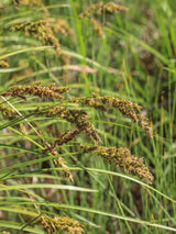 Carex paniculata, Rispen-Segge im Onlineshop von Bohlken Baumschulen