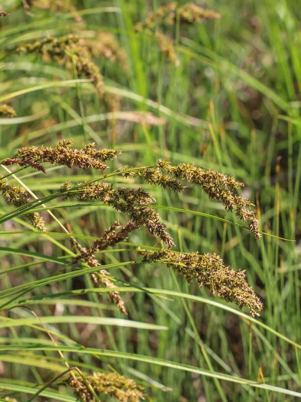 Carex paniculata, Rispen-Segge im Onlineshop von Bohlken Baumschulen