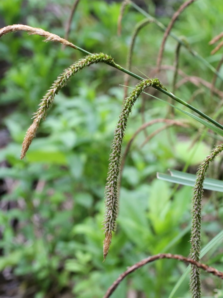 Carex pendula Blüte, Riesen-Wald-Segge, Hänge-Segge, Hängende Segge, Große Segge im Onlineshop von Bohlken Baumschulen