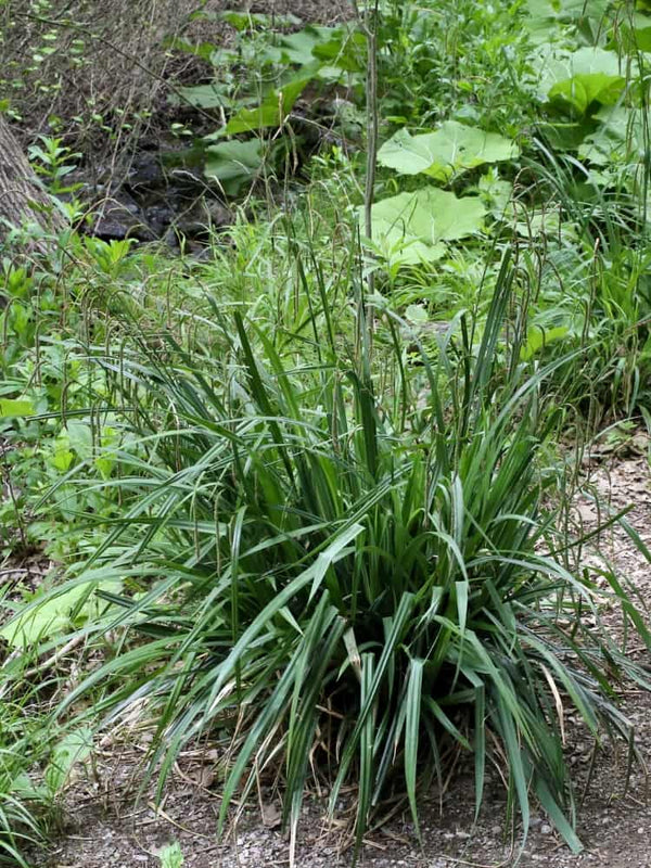 Carex pendula, Riesen-Wald-Segge, Hänge-Segge, Hängende Segge, Große Segge im Onlineshop von Bohlken Baumschulen