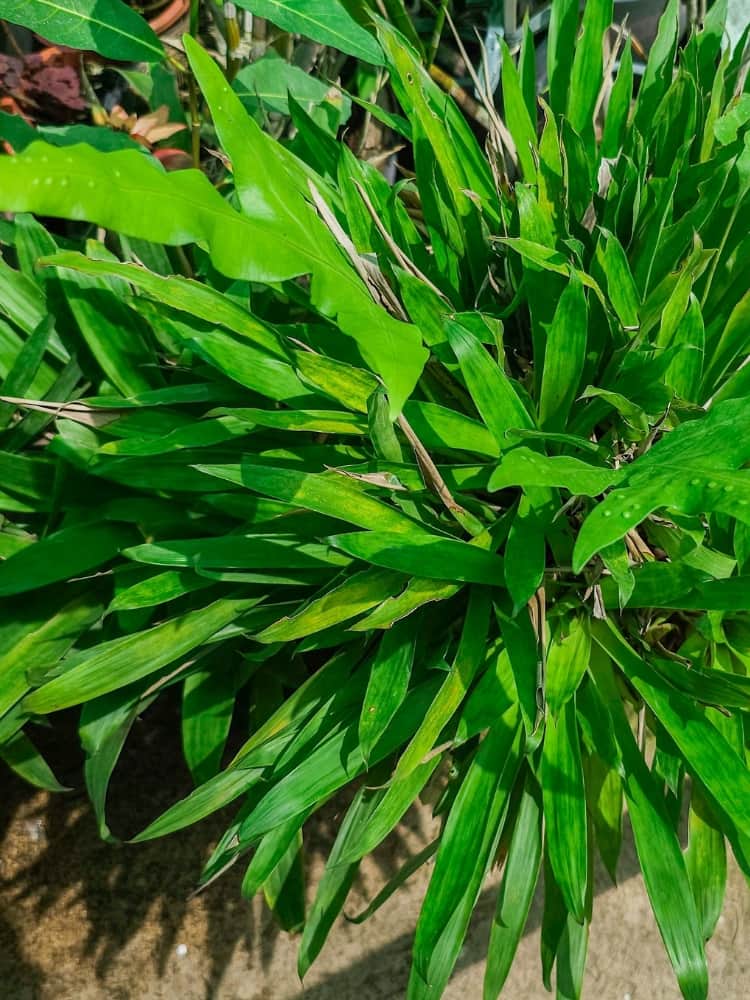 Carex plantaginea, Immergrüne Breitblatt-Segge bei Bohlken Baumschulen im Onlineshop
