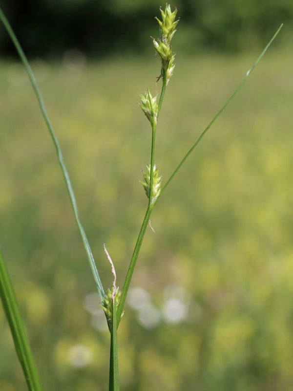 Carex remota Blüte, Winkel-Segge bei Bohlken Baumschulen im Onlineshop