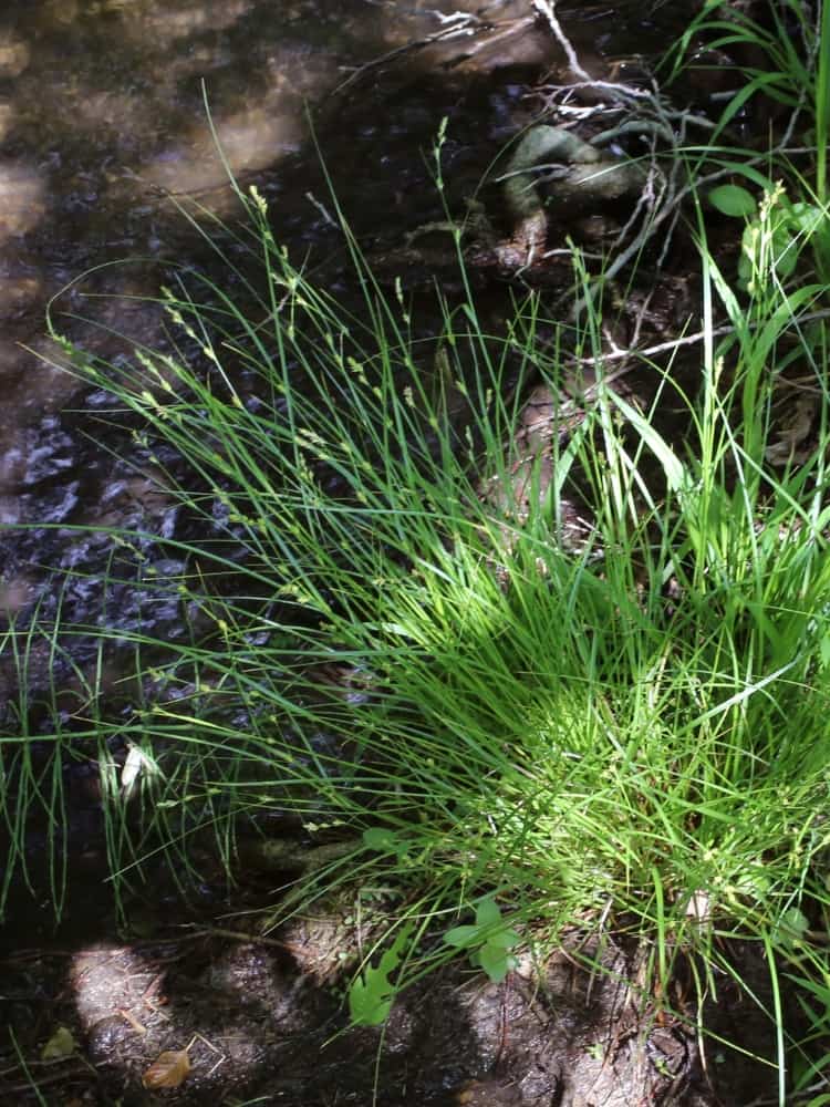Carex remota, Winkel-Segge bei Bohlken Baumschulen im Onlineshop