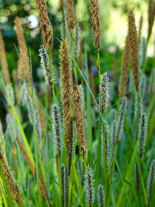 Schatten-Segge, Carex umbrosa im Onlineshop von Bohlken Baumschulen
