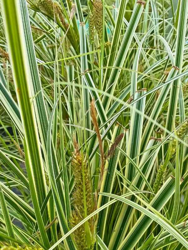 Buntblättrige Segge 'Feather Falls', Carex x cultorum 'Feather Falls' bei Bohlken Baumschulen im Onlineshop