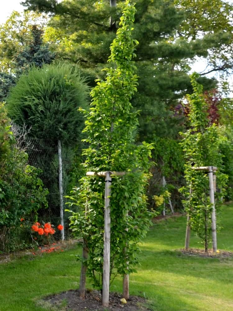 Carpinus betulus 'Fastigiata Monument', Säulen-Hainbuche 'Fastigiata Monument' im Onlineshop von Bohlken Baumschulen