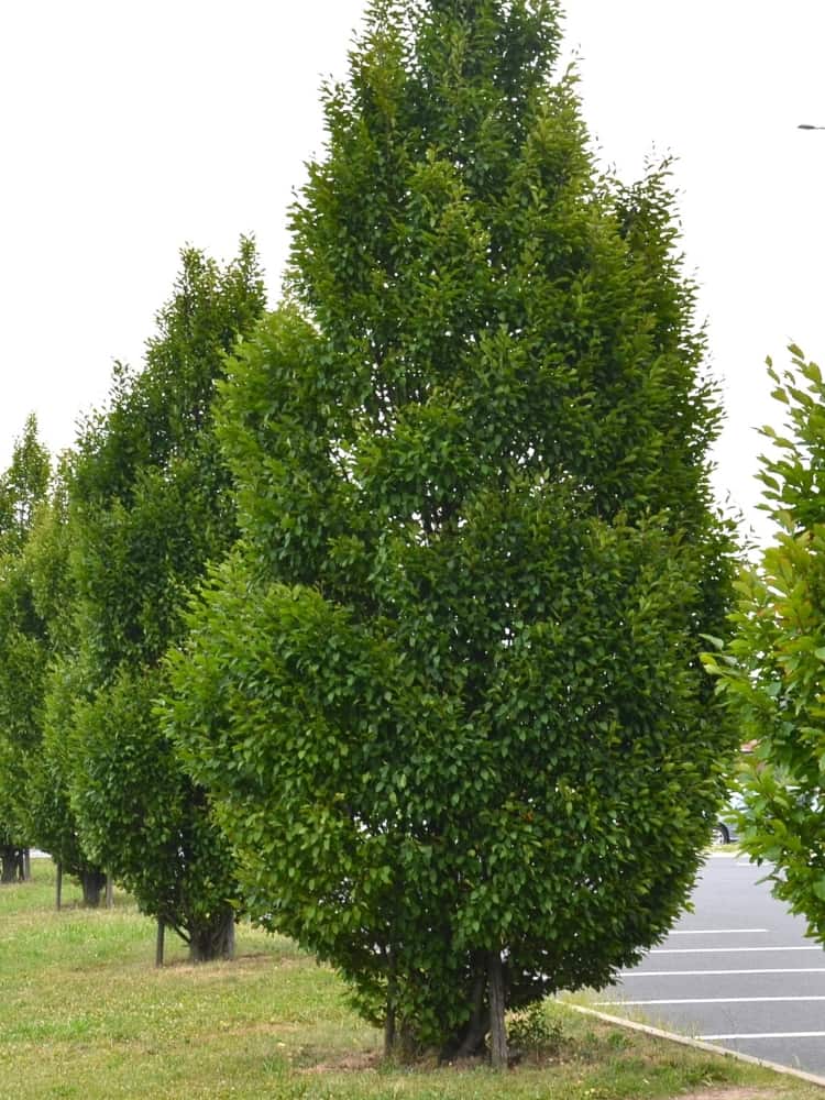 Carpinus betulus 'Fastigiata', Pyramiden-Hainbuche im Onlineshop von Bohlken Baumschulen