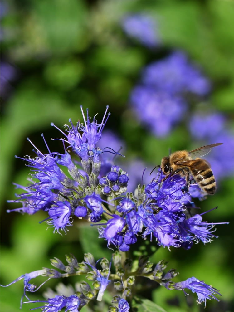 Bartblume 'Blue Cloud'