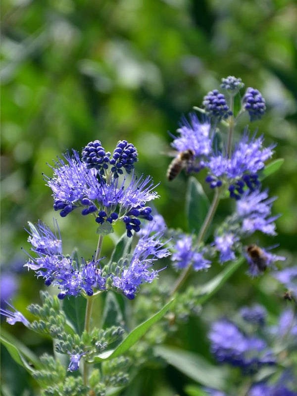 Bartblume 'First Blue' ®